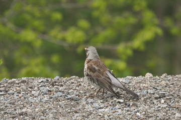 A gray curious bird standing behind a house on a ground.