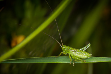 Grasshopper