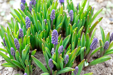 Obraz premium photograph of spring blue flowers of primroses