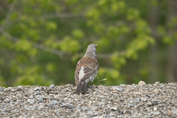 A back view of a curious gray bird on edge of backyard.