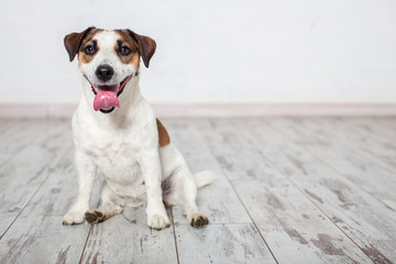 Happy dog jack russell