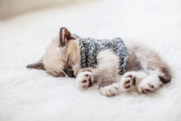 Kitten sleep on plaid