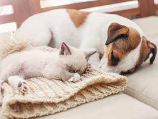 Dog and cat resting together