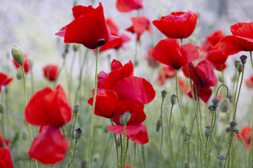 Poppy field close up.