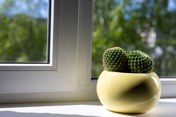 A cactus in a yellow pot stands on a windowsill. Outside the green foliage of trees