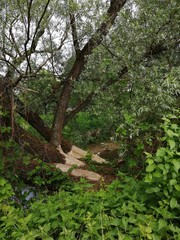 BEAVERS  typical  Work on  wett-rees  by River LAFNITZ