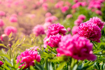 Pink flowers in a field with sunlight and space for text