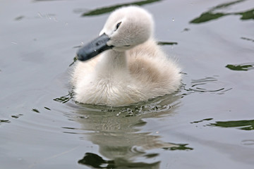 Cygnet swimming in a lake