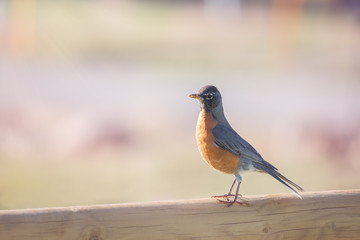 robin on the fence