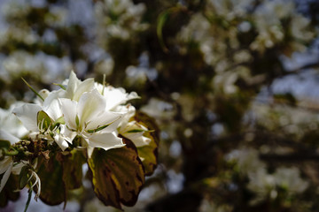bauhinia variegata alba