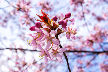 Cherry tree blossom, Kirsikkapuisto (Cherry Tree Park) in Roihuvuori, Helsinki, Finland