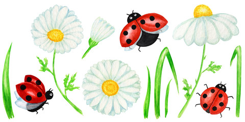 Obraz na płótnie Canvas Watercolor daisy chamomile flower with fly ladybug illustration. Hand drawn botanical herbs isolated on white background with insects. Set of Chamomile white flowers, buds, green leaves, stems