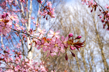 Cherry tree blossom, Kirsikkapuisto (Cherry Tree Park) in Roihuvuori, Helsinki, Finland