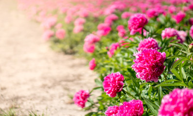 Pink flowers in a field with sunlight and space for text