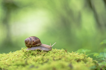 Snail on the moss vintage lens rendering