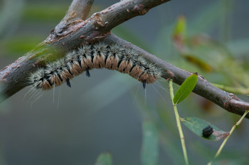 caterpillar on a branch