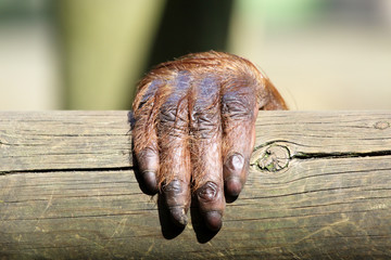 Mano de orangután (Pongo pygmaeus) cogiendo un tronco. © David