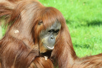 Orangután (Pongo pygmaeus) en un zoo.