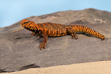 Uromastyx Geyri lizard in desert scene