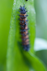 close up of a caterpillar