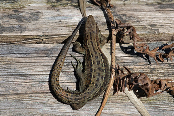 Viviparous lizard (Zootoca vivipara) basking on a wooden post