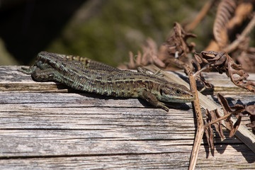 Obraz premium Viviparous lizard (Zootoca vivipara) basking on a wooden post