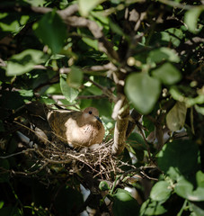 birds nest