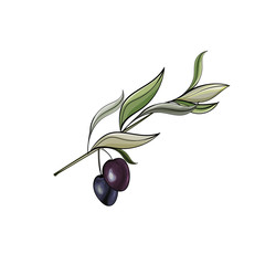 Olive branch. Hand drawn illustration of black olives isolated on white background. For design label oil, health care products, organic natural cosmetics. Vector.