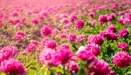 Pink flowers in a field with sunlight and space for text