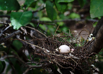 a birds nest