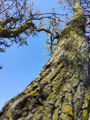 tree trunk with blue sky in spring