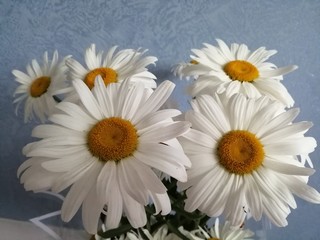 A bouquet of large white garden daisies in a room on a blue background