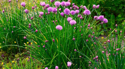 Purple Pink Flowers