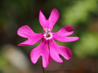 Pink Pirouette (Silene colorata) © Valter