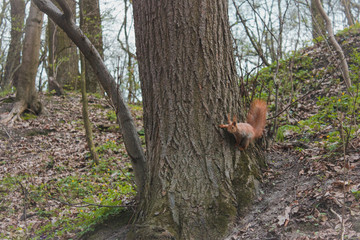 Fototapeta na wymiar Red squirrel in the forest
