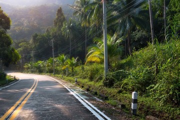 Fototapeta premium stunning view of empty winding road like a snake in jungle between Coconut palms at sunrise in tropical island Ko Pha Ngan to Haad Sadet Beach