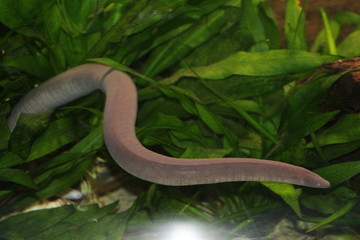 snake in the grass