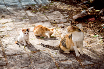 Naklejka na ściany i meble Cats Old town Budva Montenegro travel journey trip recreation summer spring