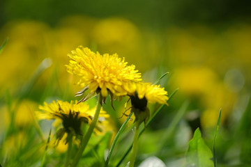 Yellow flowers. A large field of little dandelion in the grass under the sun. High quality photography for web sites, magazines and for the application.