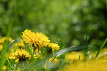 Yellow flowers. A large field of little dandelion in the grass under the sun. High quality photography for web sites, magazines and for the application.