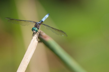 blue dragonfly on leaf