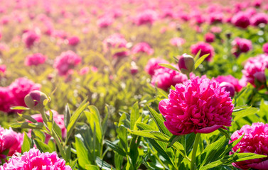 Pink flowers in a field with sunlight and space for text
