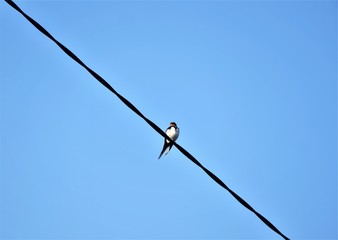 Cute little bird on the wire high in the blue sky