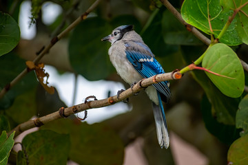 Fototapeta premium juvenile blue jay in sea grape tree