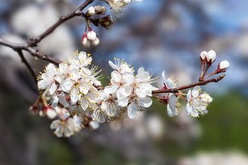 Cherry tree branch with blossoming flowers