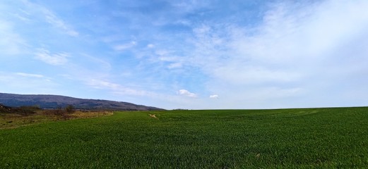 green field and blue sky