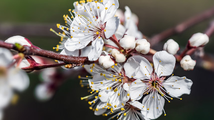 Cherry tree branch with blossoming flowers