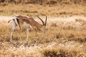 Closeup of Impala image taken on Safari located in the Tarangire, National park, Tanzania. Wild nature of Africa.