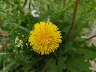 Yellow dandelion flower 2, macro shot, background