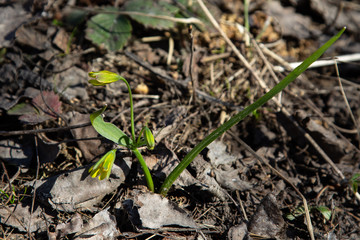 The first yellow flowers grow on the ground